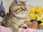 Kandy Exotic Shorthair Profile