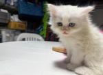 1 white Persian kittens & one black Persian Profile