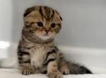 Kittens Profile