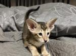 Oriental Shorthair Profile