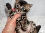 Cute Charcoal female Open to Reasonable offers Profile