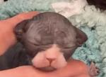 River Oscar litter Profile