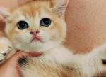 british shorthair kittens litter Profile