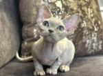 Devon Rex Lilac Profile