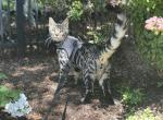 silver Male bengal cat Profile