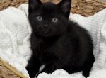 Blackie Profile