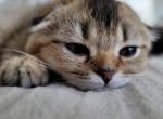 Wiskers Profile