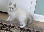 Purebred Male Blue Bicolor Ragdoll Profile