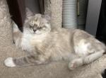 Spicy Lynx Muted Calico Tortie Profile