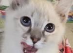 Lynx and flame point siamese kittens Profile