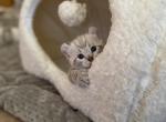 Spring Highlander kittens Profile