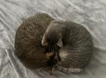 Smokey & Apollo Profile