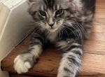 Nikita Coons Bull Profile