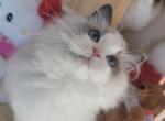 Sapphire Profile
