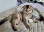 Wisker Profile