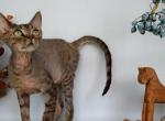 Devon Rex Black Tabby Profile