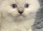 Sweet baby Ragdolls Profile