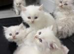 Ragdoll litter Profile