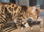 Brown bengal female Profile