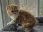 Exotic Red White Female Kitten Profile