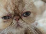 Exotic Red White Female Kitten Profile