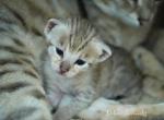 F3 Savannah kittens Profile