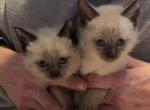 EASTER KITTENS Profile