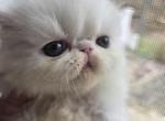 White Persian Male 1 Profile