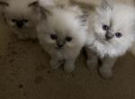 Persian Himalayan Litter Available Profile