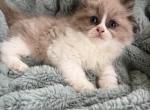 Seal mink bi color male 1 Profile