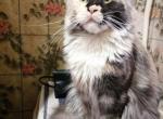 Ofi female 4  years old mainecoon Profile