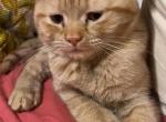 Orange British Shorthair Profile
