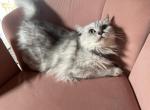 Dutchess Profile
