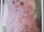 Gorgeous kittens Profile