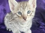 Silver Savannah kittens Profile