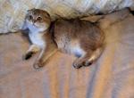 Ashia Profile