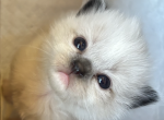 Echo's Ragdoll Litter Profile
