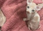 New litter Profile
