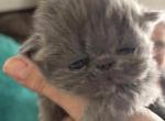 Babies Babies Beautiful Persians & Exotics Profile