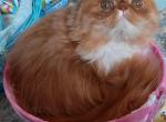SPAYED young adult CFA PERSIAN female Profile
