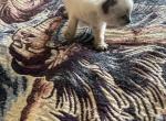 Ragdoll Lynx Tail Profile