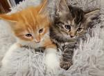 Kittens for adoption half Ragdoll Profile