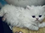 Selkirk Rex kittens Profile
