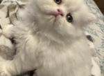 Selkirk Rex kittens Profile