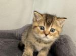 Scottish Fold Golden Ticked Male Alexander Profile