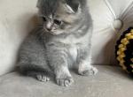 Scottish fold boy Profile