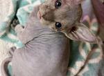 Pixies blue gray girl Profile