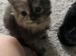 Cabbys kittens Profile