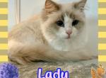 Lady Lilac Bicolor Ragdoll Female Profile