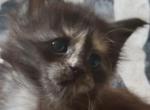 Caribbean Coons Maine Coons Sarasota Profile